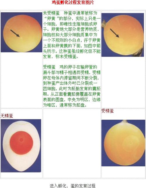 诛仙手游小鸡快跑隐藏任务