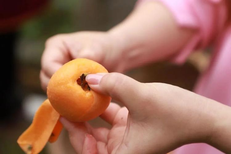 母鸦是什么植物