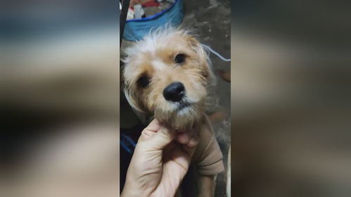 买了否冷是什么时候出的