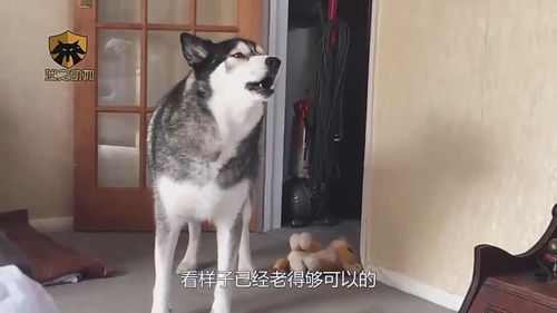 版本第一战浪漫大胜，狂狗变年迈老狗？——电竞传奇的转折与传承