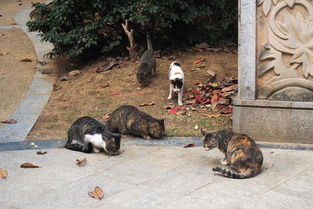 1.猫咪大冒险 1.猫咪大冒险