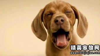 有一根又黑又硬的蘑菇头：探索硬质蘑菇的奇妙世界