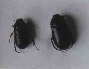 有一根又黑又硬的蘑菇头：自然界的坚韧生灵