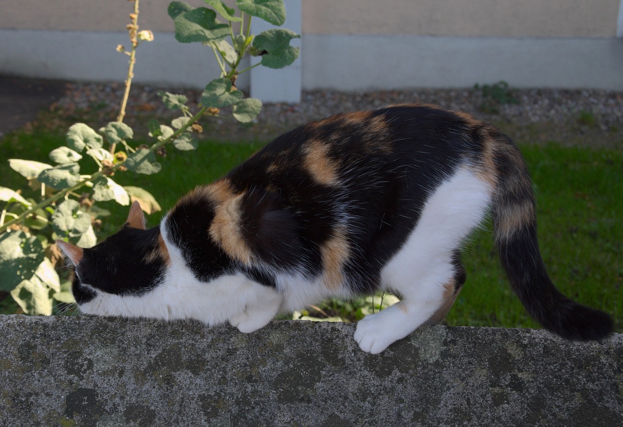 天猫喵星球，揭秘虚拟购物新体验——捉猫猫的不只是乐趣