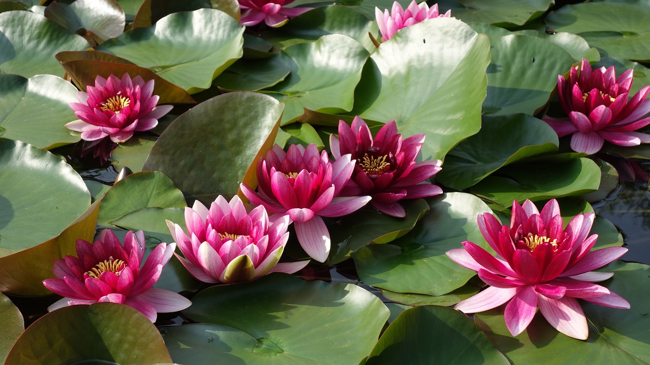 虚拟花海,揭秘游戏世界中的鲜花价值与浪漫秘密 虚拟花海,揭秘游戏世界中的鲜花价值与浪漫秘密