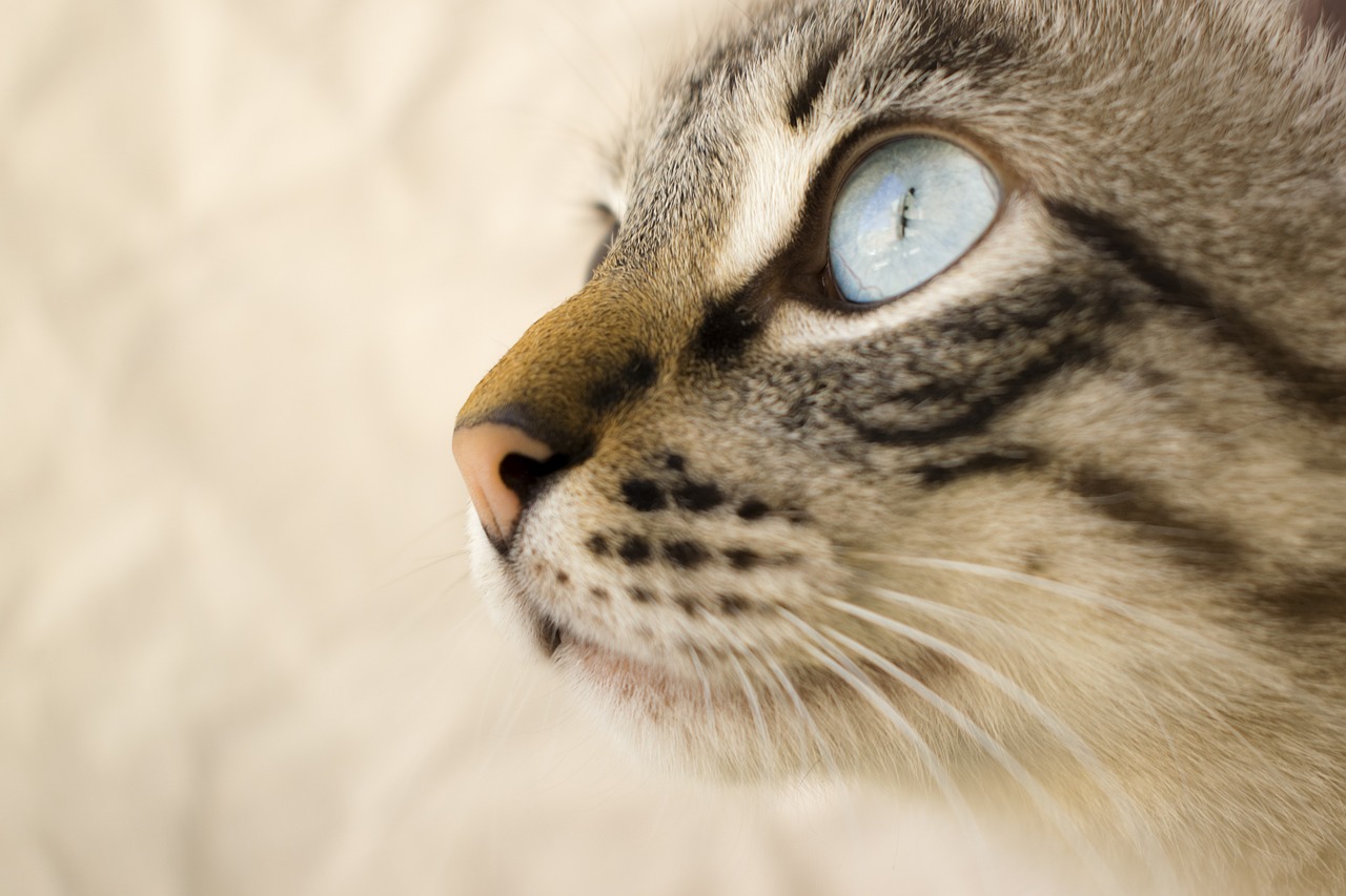 猫语奇缘，会说话的神秘宠物