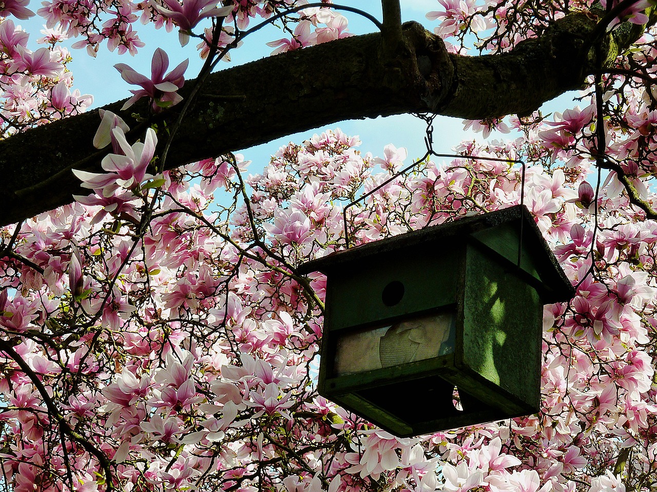 解码花语，绿肥红瘦背后的花卉秘境