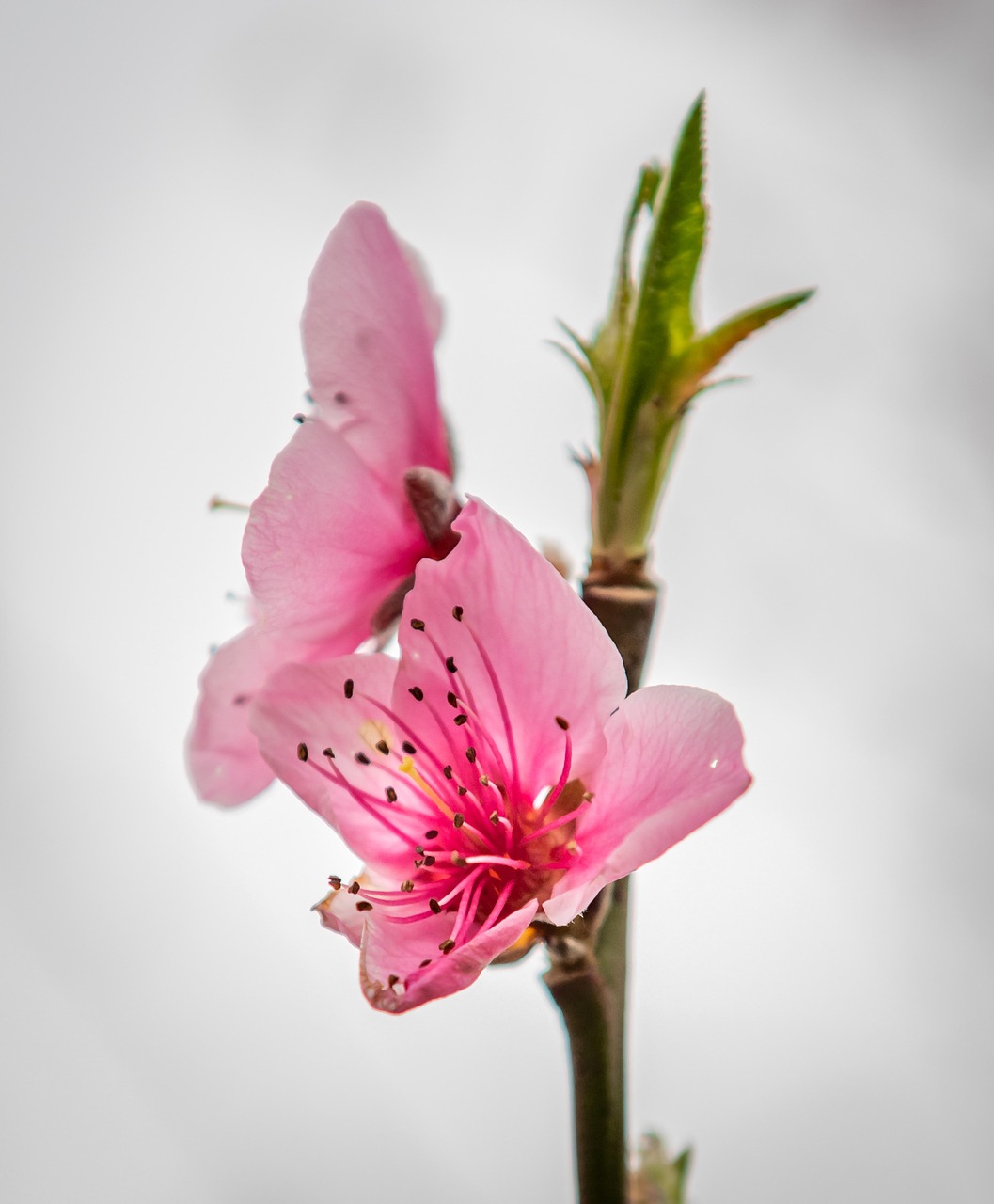 桃花盛开的金礼，探索桃花源记黄金礼包的奇妙冒险与价值魅力
