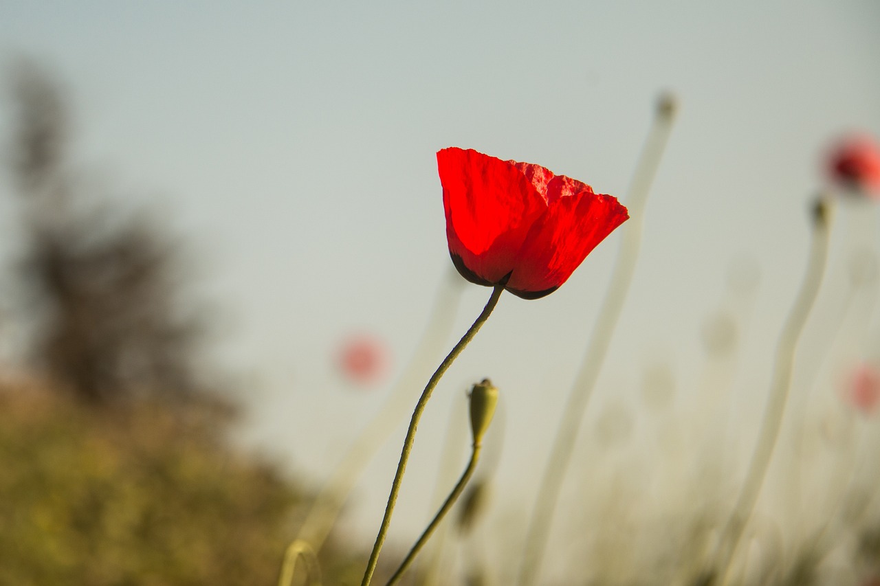 疫情新动态,31省新增确诊65例,防控措施升级与公众应对指南 疫情新动态,31省新增确诊65例,防控措施升级与公众应对指南