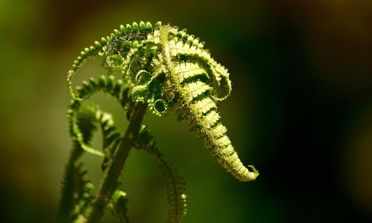 苹果里的植物大战僵尸,探索植物与僵尸的生态斗争 苹果里的植物大战僵尸,探索植物与僵尸的生态斗争
